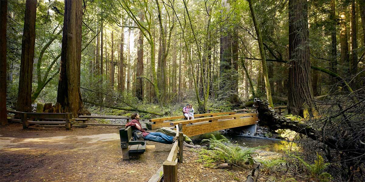 Scene at Muir Woods.