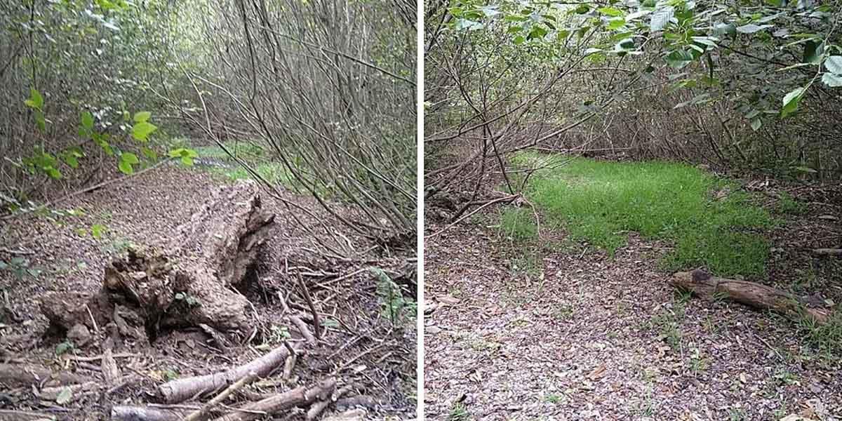 A side by side comparison showing Redwood Creek before restoration efforts.