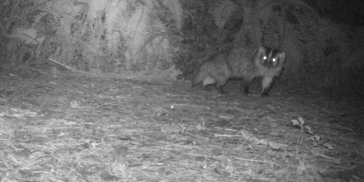 badger on mount tamalpais