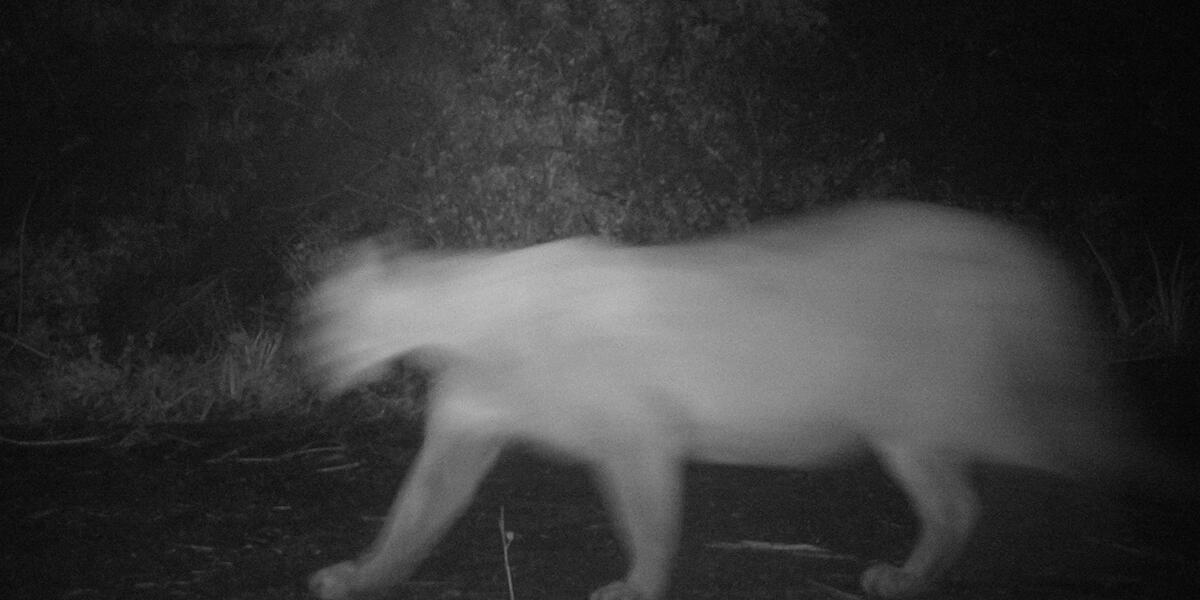 Mountain Lion on Mount Tamalpais