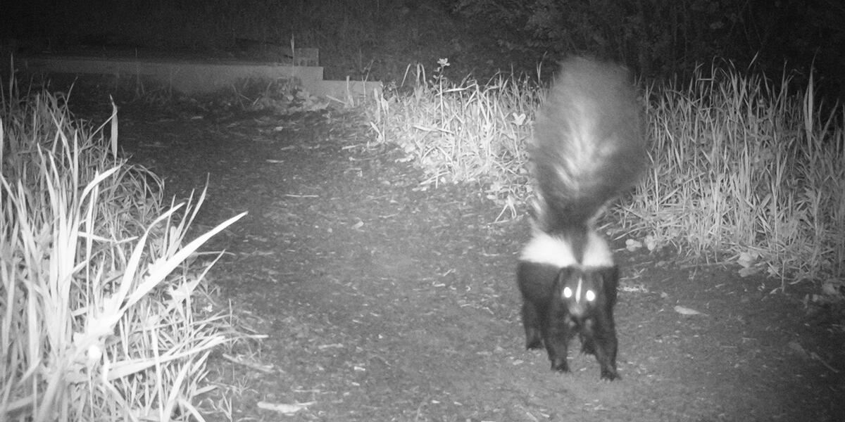 striped skunk on mount tamalpais