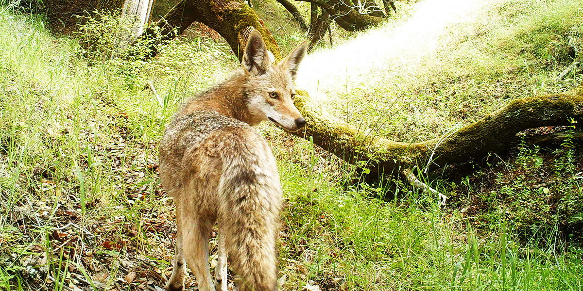 Coyote on Mount Tamalpais