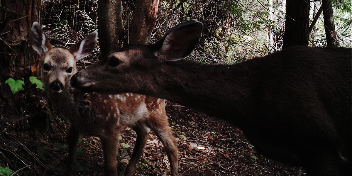 Doe and fawn on Mount Tamalpais