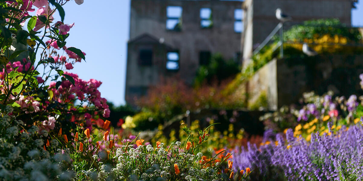 Flowers at the Alcatraz Gardens