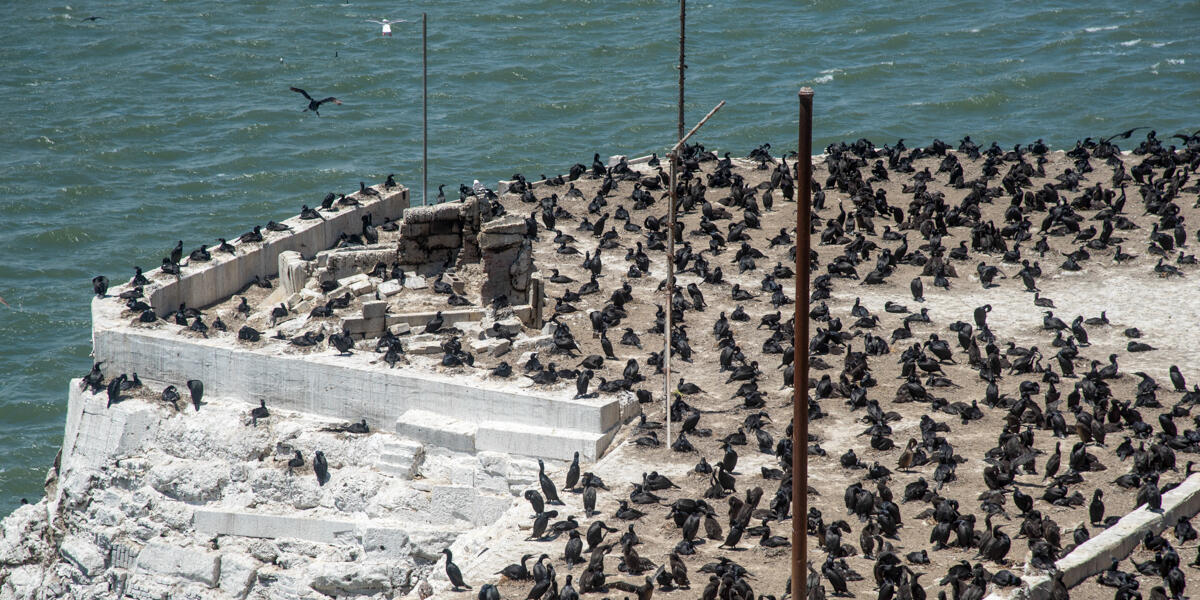 A scenic view of a concrete landing on Alcatraz that is occupied by a massive flock of Brandts Cormorants.