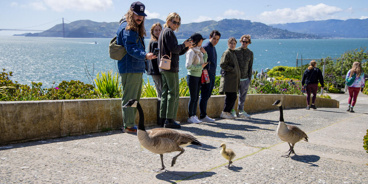 A group of Alcatraz visitors admire a family of geese walking through the historic landmark