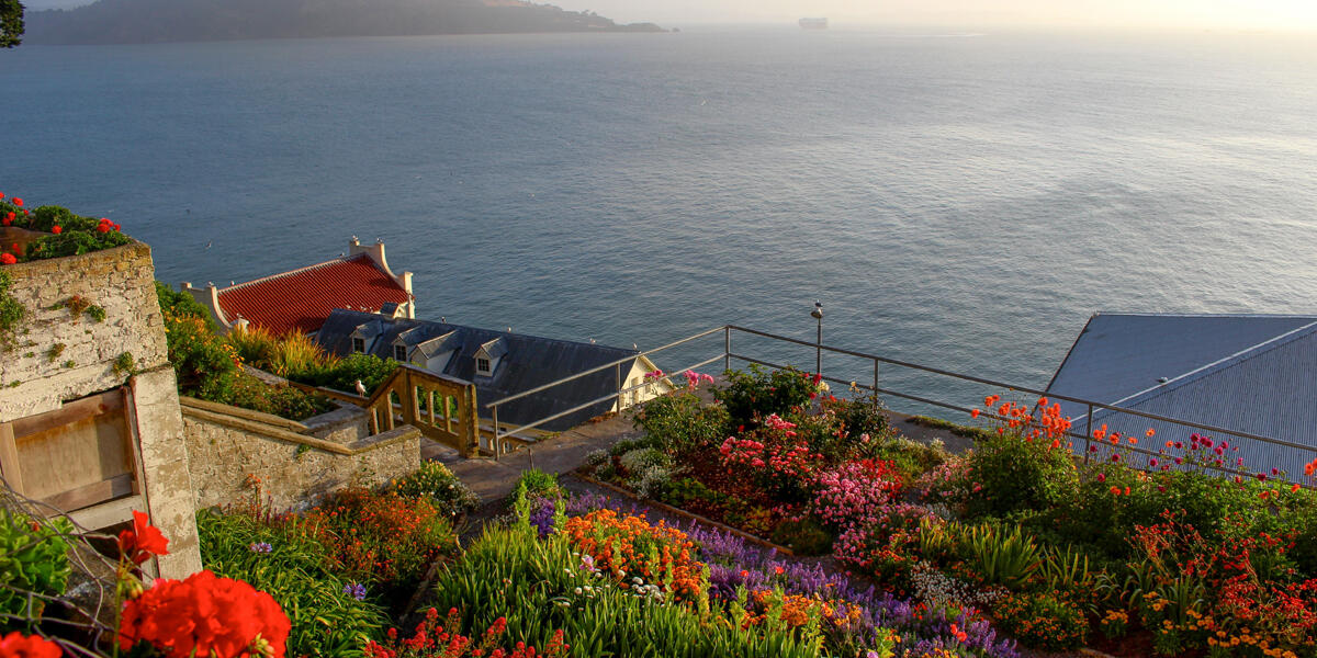 Alcatraz gardens and view from the island