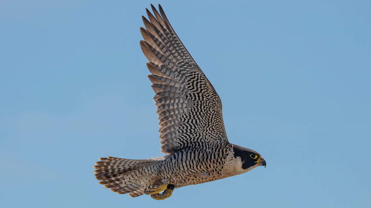 A black, white, and yellow peregrine falcon seen in flight over Alcatraz Island.