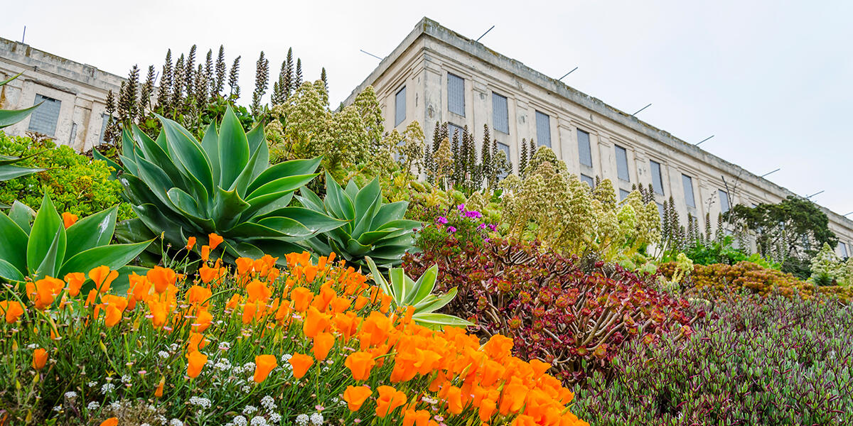 Flowers at the Alcatraz Gardens