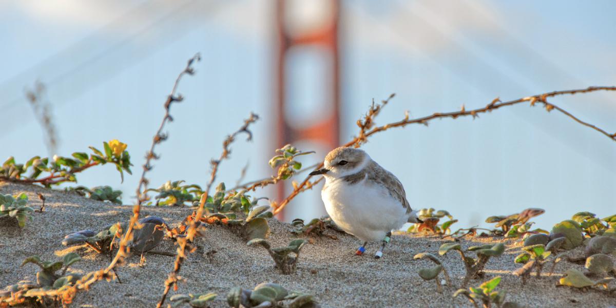 A Western snowy plover 