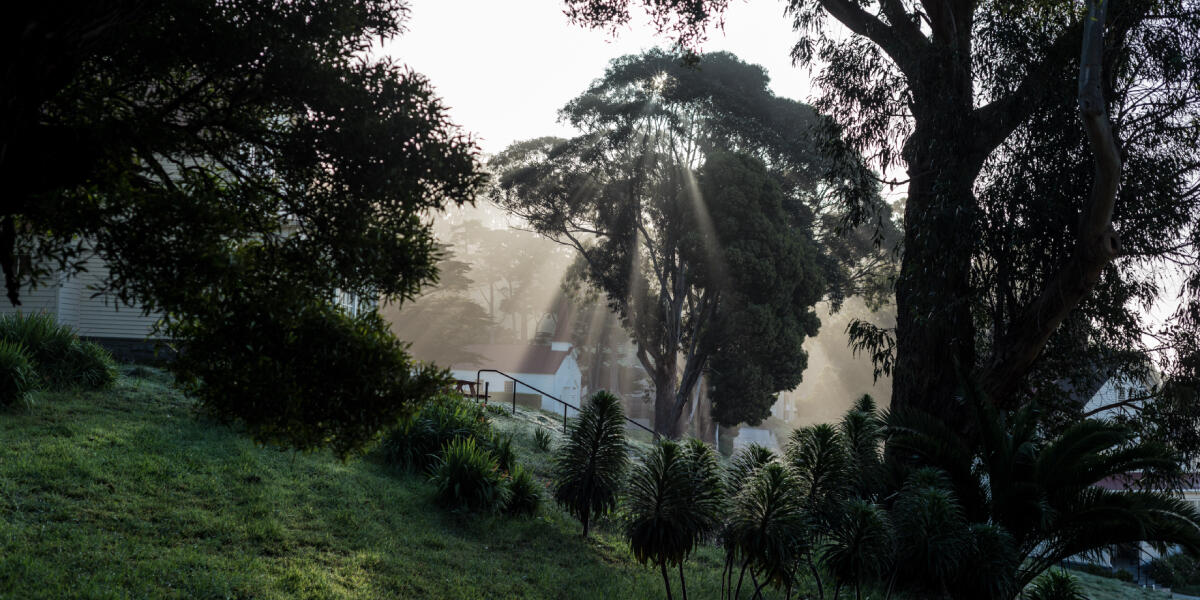 Light through the trees