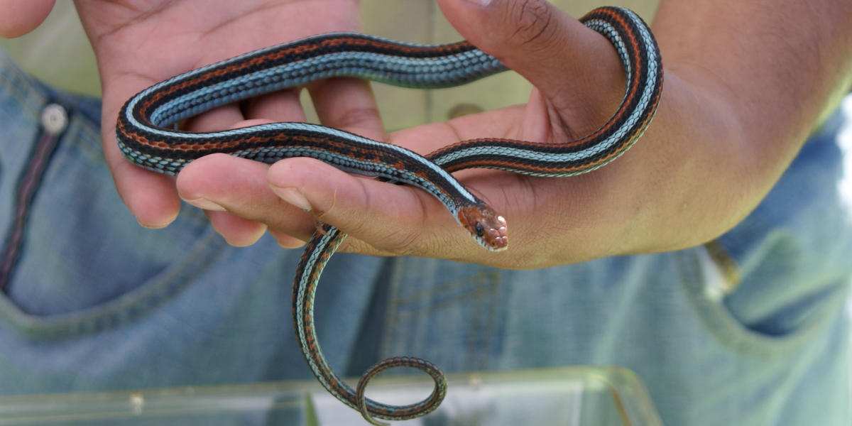 San Francisco garter snake