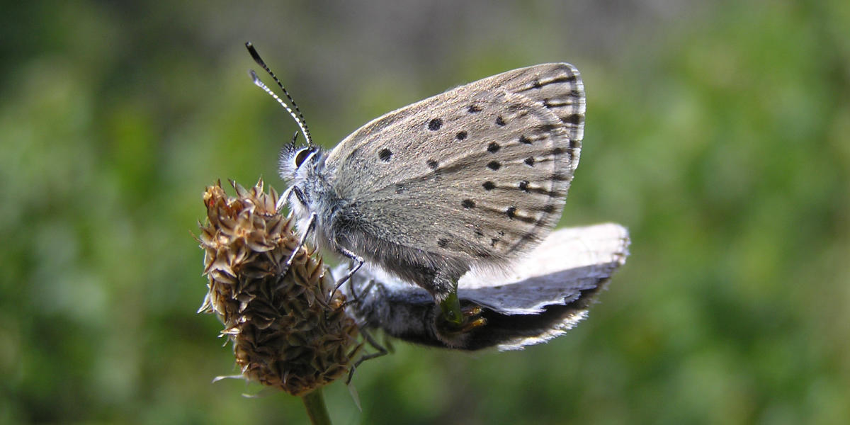 Silhouette of the Mission blue butterfly