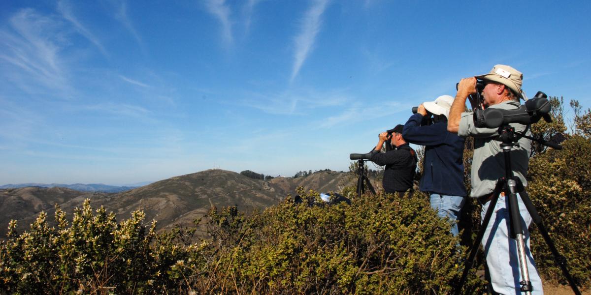 Spectators try to catch a glimpse of a raptor