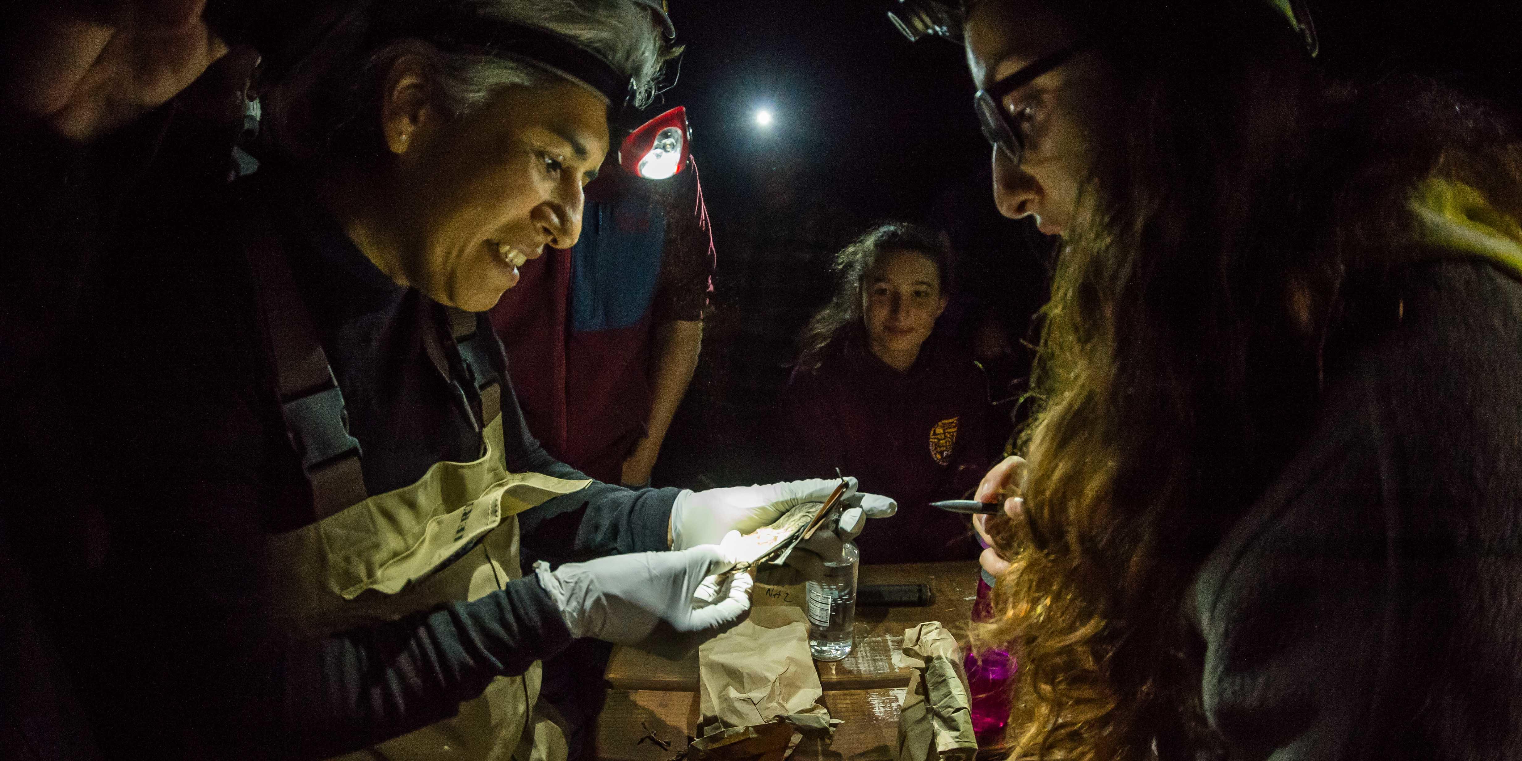 bat monitoring in the night