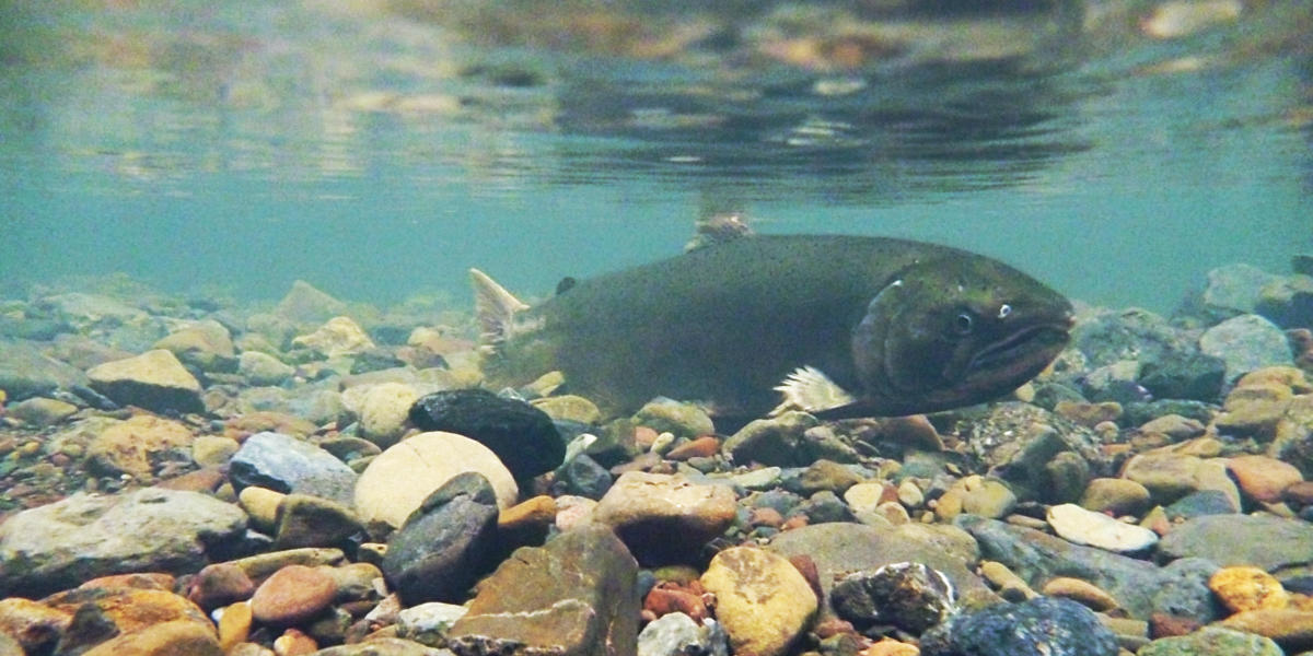 A coho salmon swims along