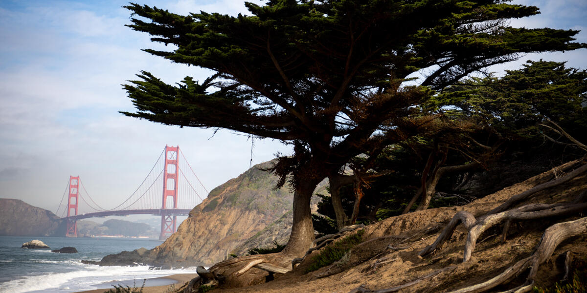 A view of the Golden Gate Bridge from Baker Beach. A giant tree towers over the scene.