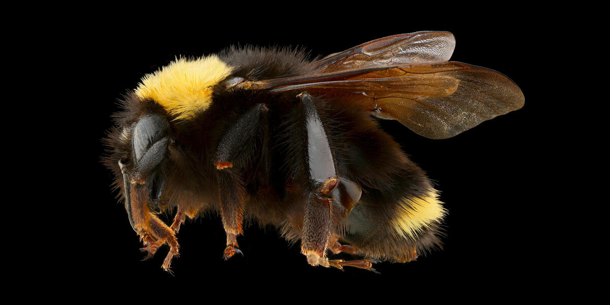 Tamalpais Bee Lab macrophotography. Shown is a yellow and black Bombus californicus.