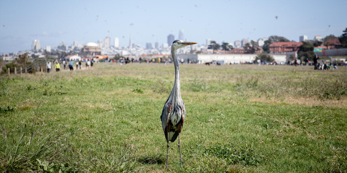 A Great Blue Heron standing on the grass lawn of Crissy Field