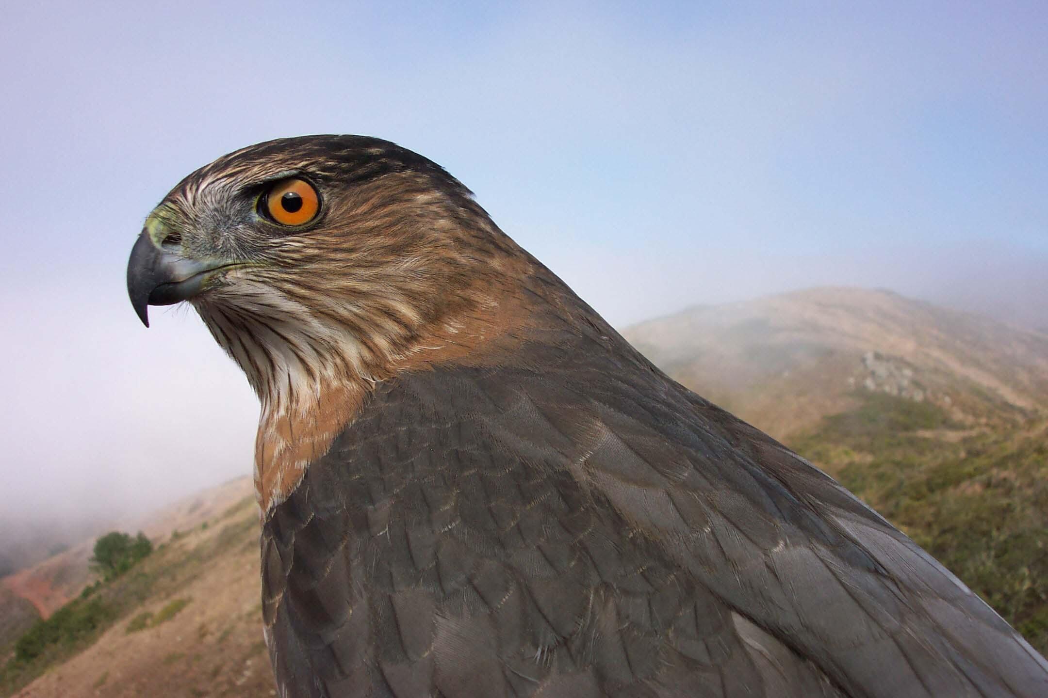 An adult Cooper's Hawk, one of GGRO's most frequently banded species, is photographed before release.