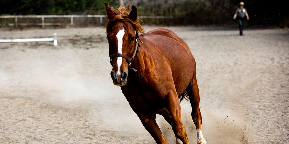 A horse gets its exercise in the stables with a cloud of dust underneath it.