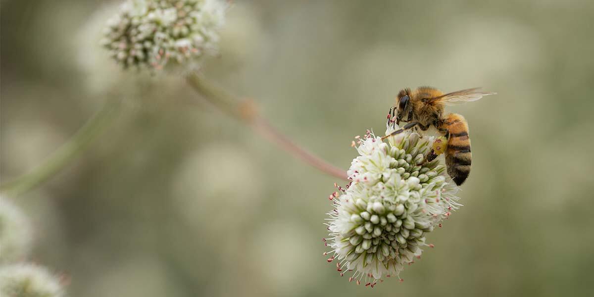 European honey bee at Black Point Historic Gardens