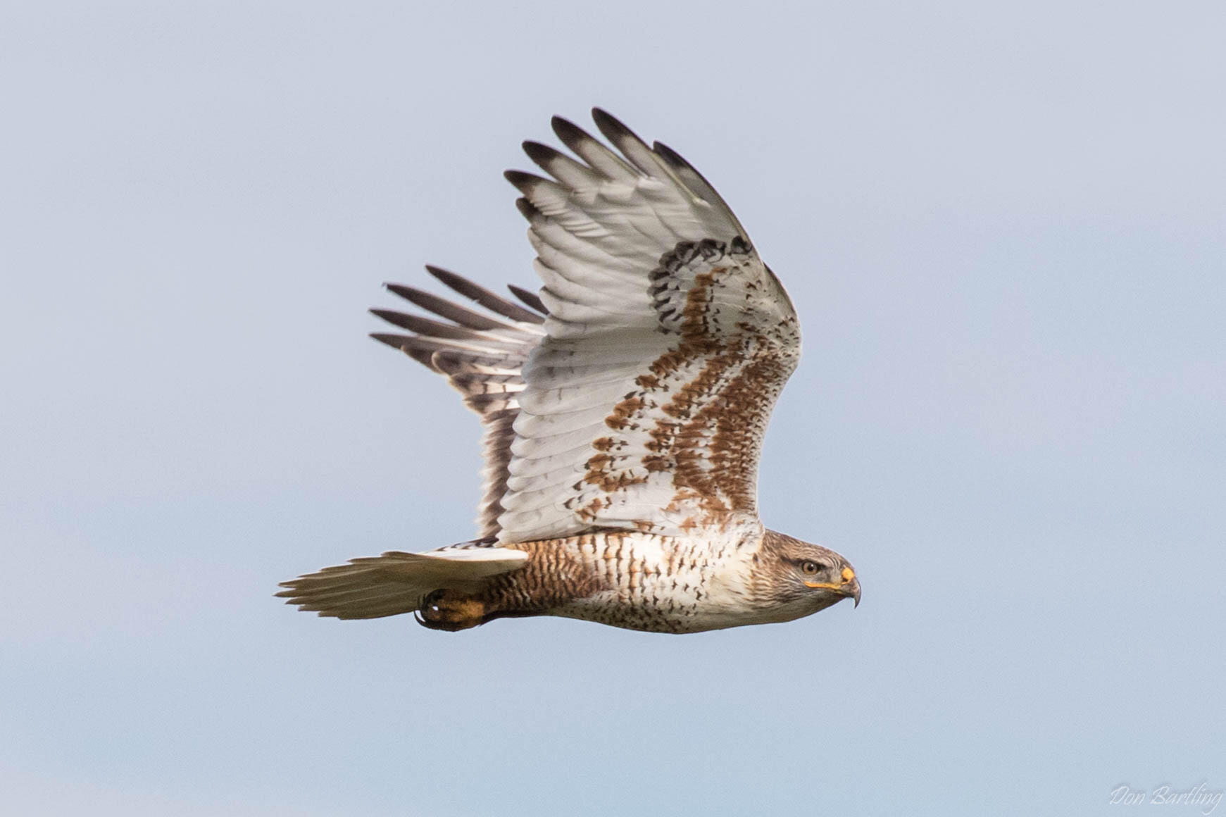 A Ferruginous Hawk is captured flying past Hawk Hill in November of 2016.