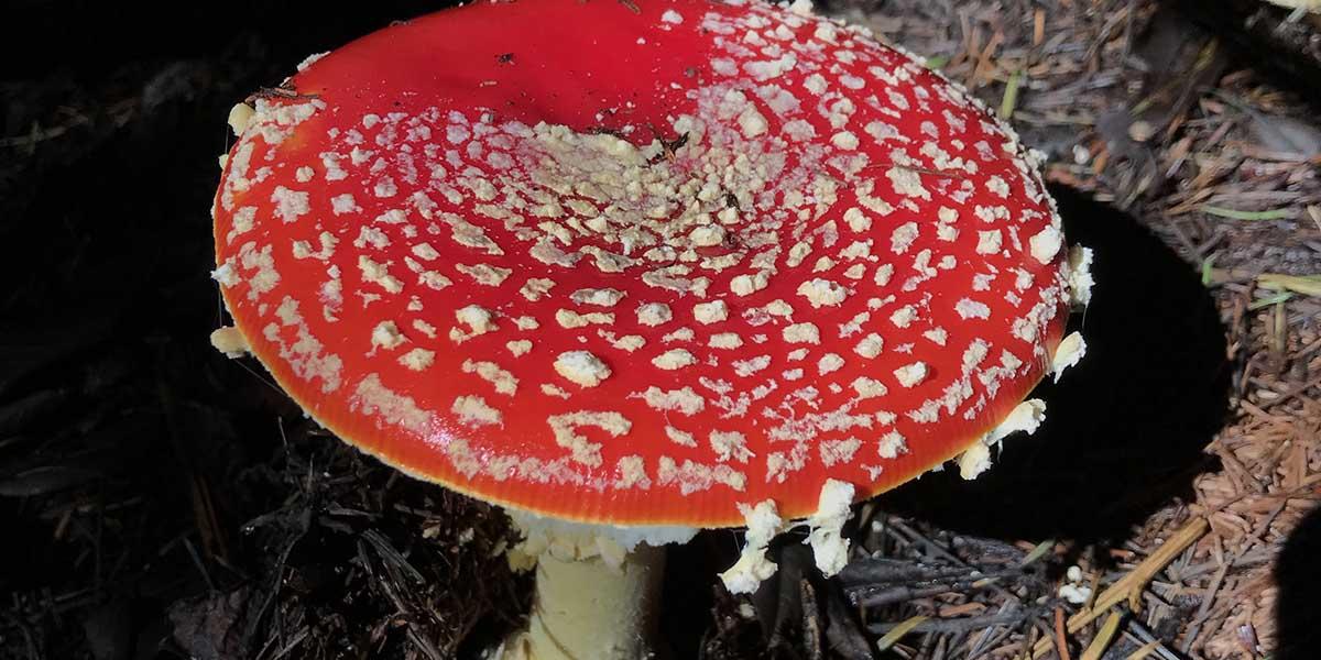 A red-and-white fly agaric mushroom found at Point Reyes.