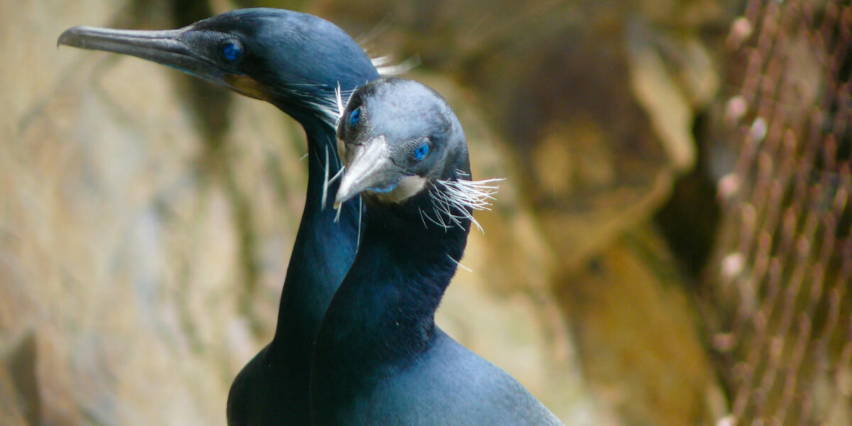 A close up photo of two Brandts Cormorants, showing their stark blue eyes.