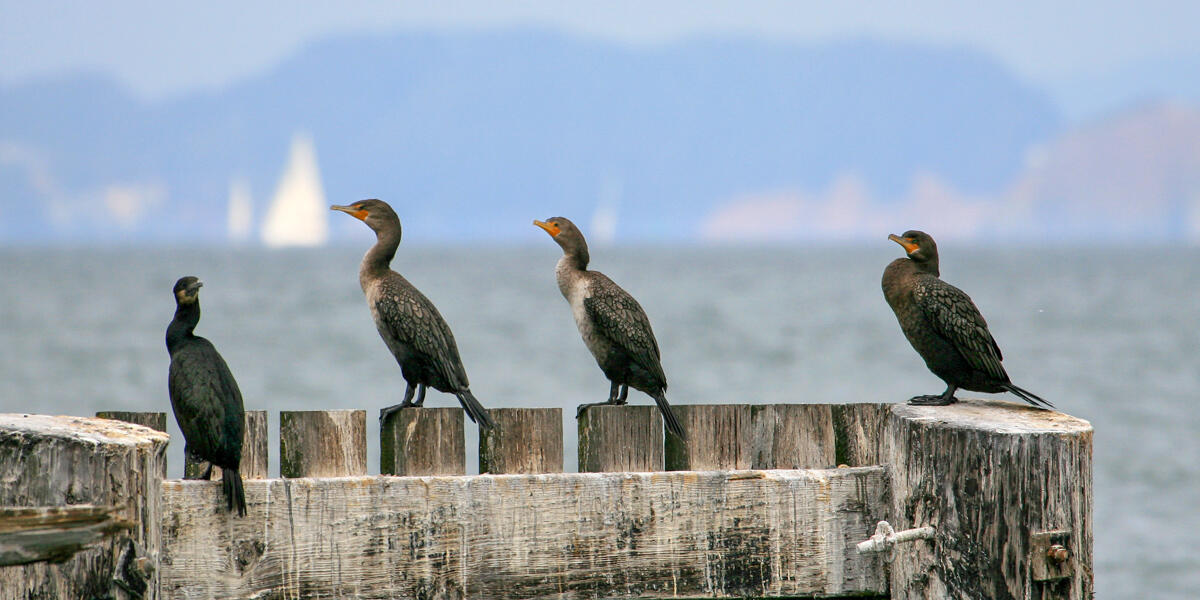 Double-crested Cormorants perched on a wooden pier posts in the Golden Gate National Recreation Area