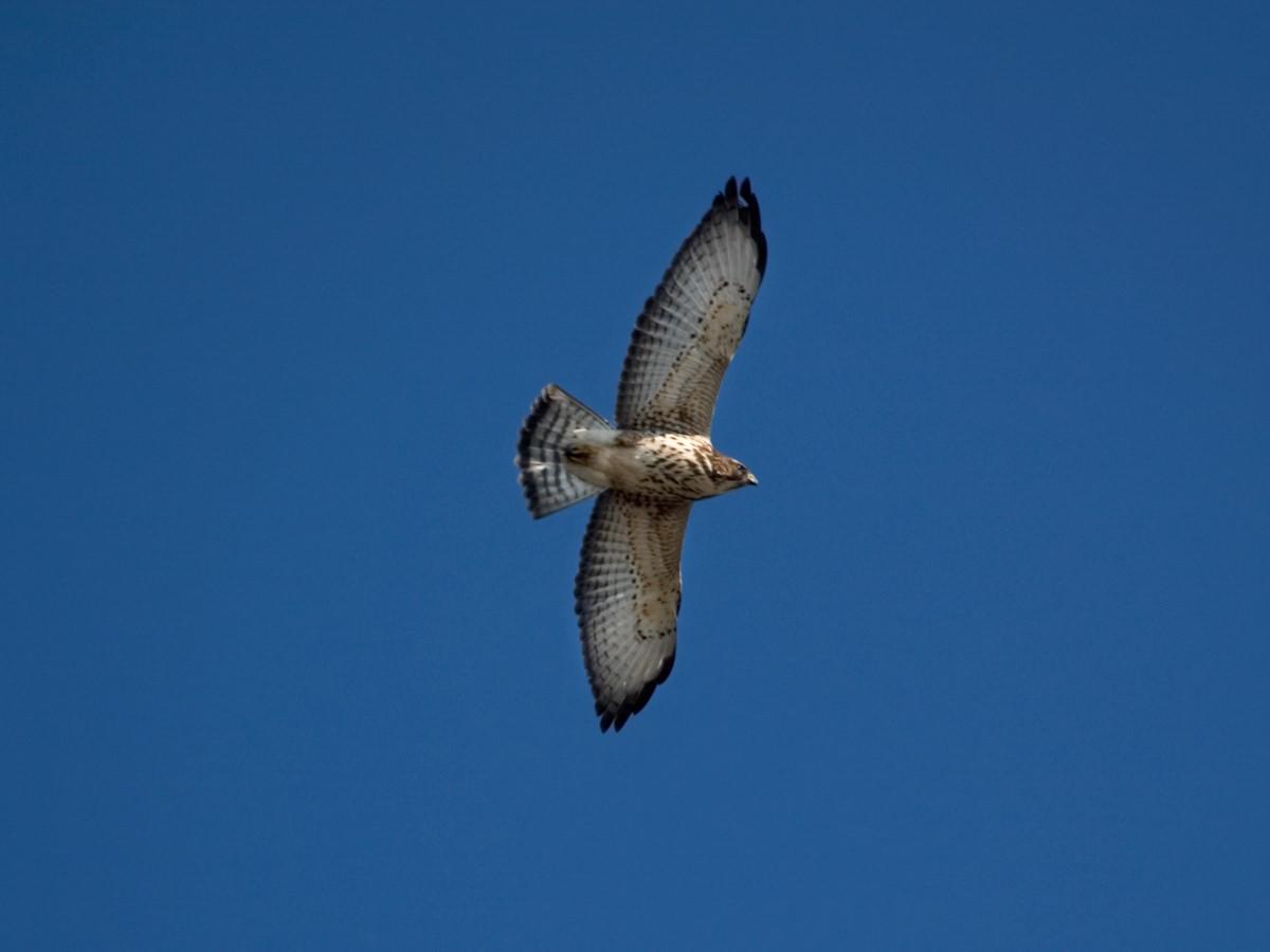 Broad-winged Hawk