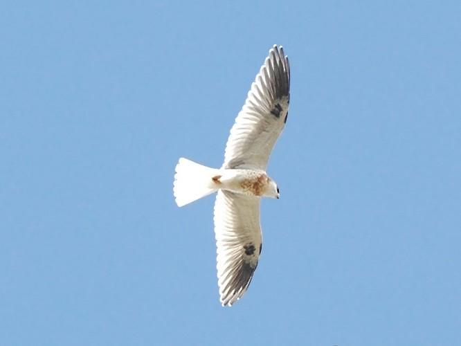 White-tailed Kite