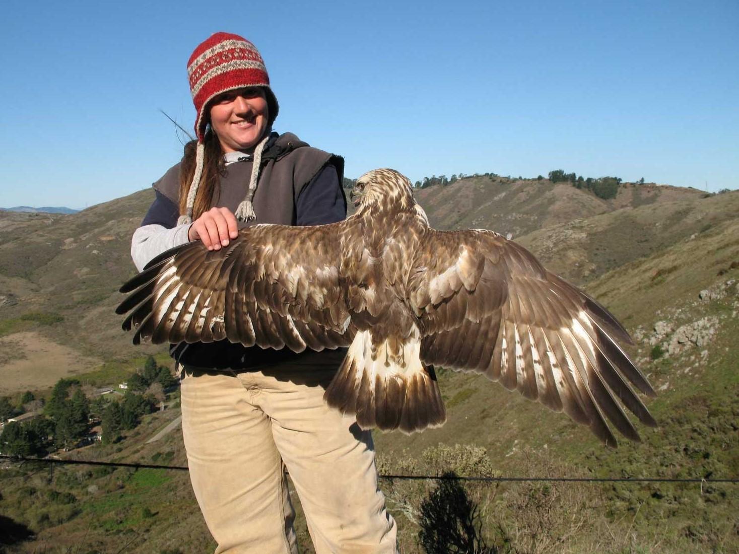 Rough-legged Hawk