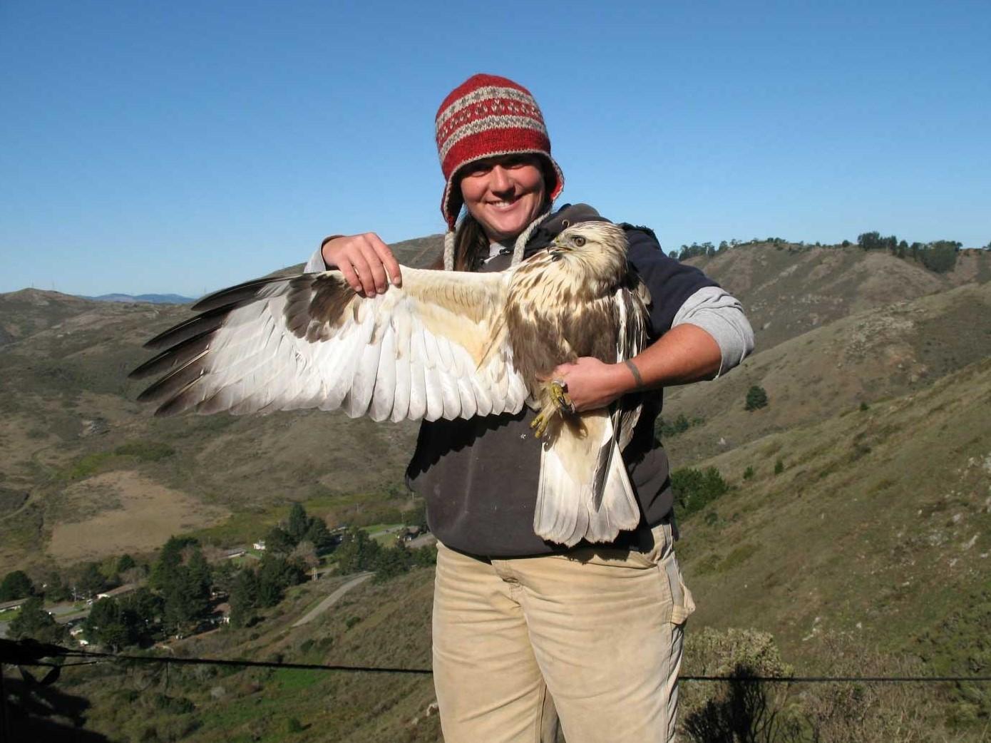 Rough-legged Hawk