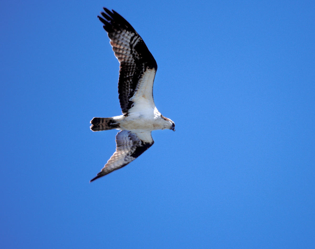 Osprey