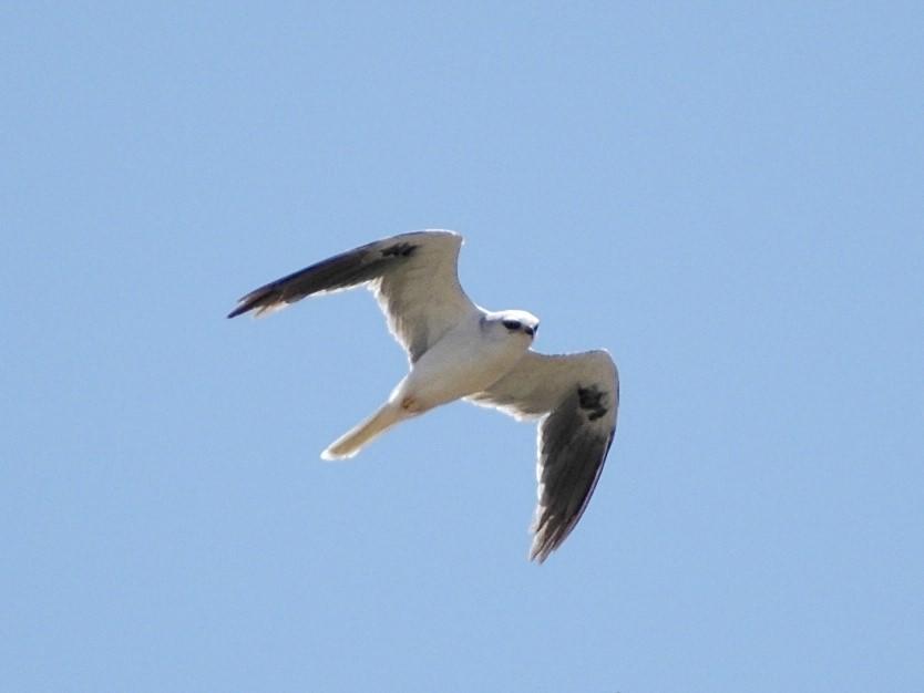 White-tailed Kite