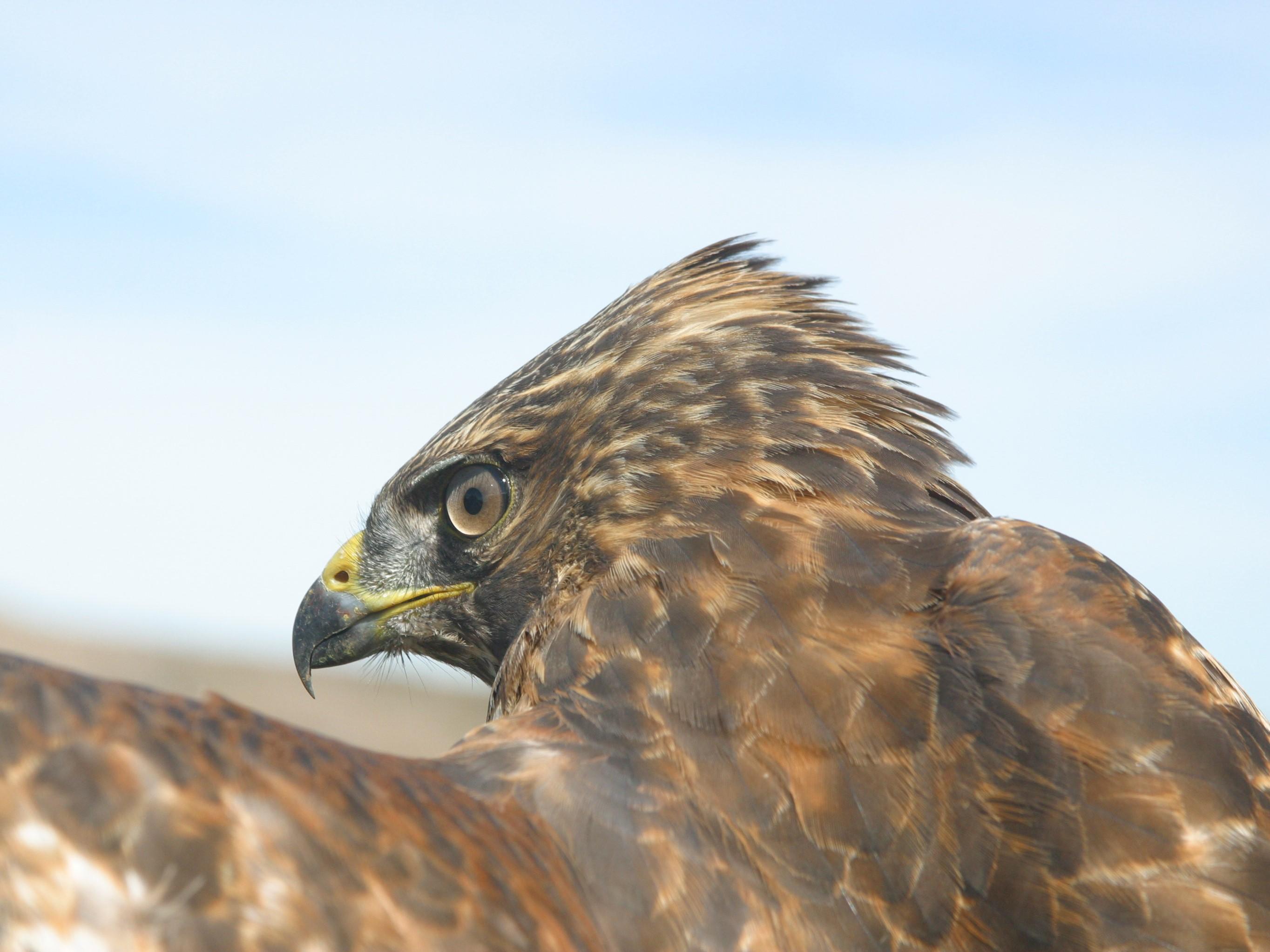 Red-shouldered Hawk