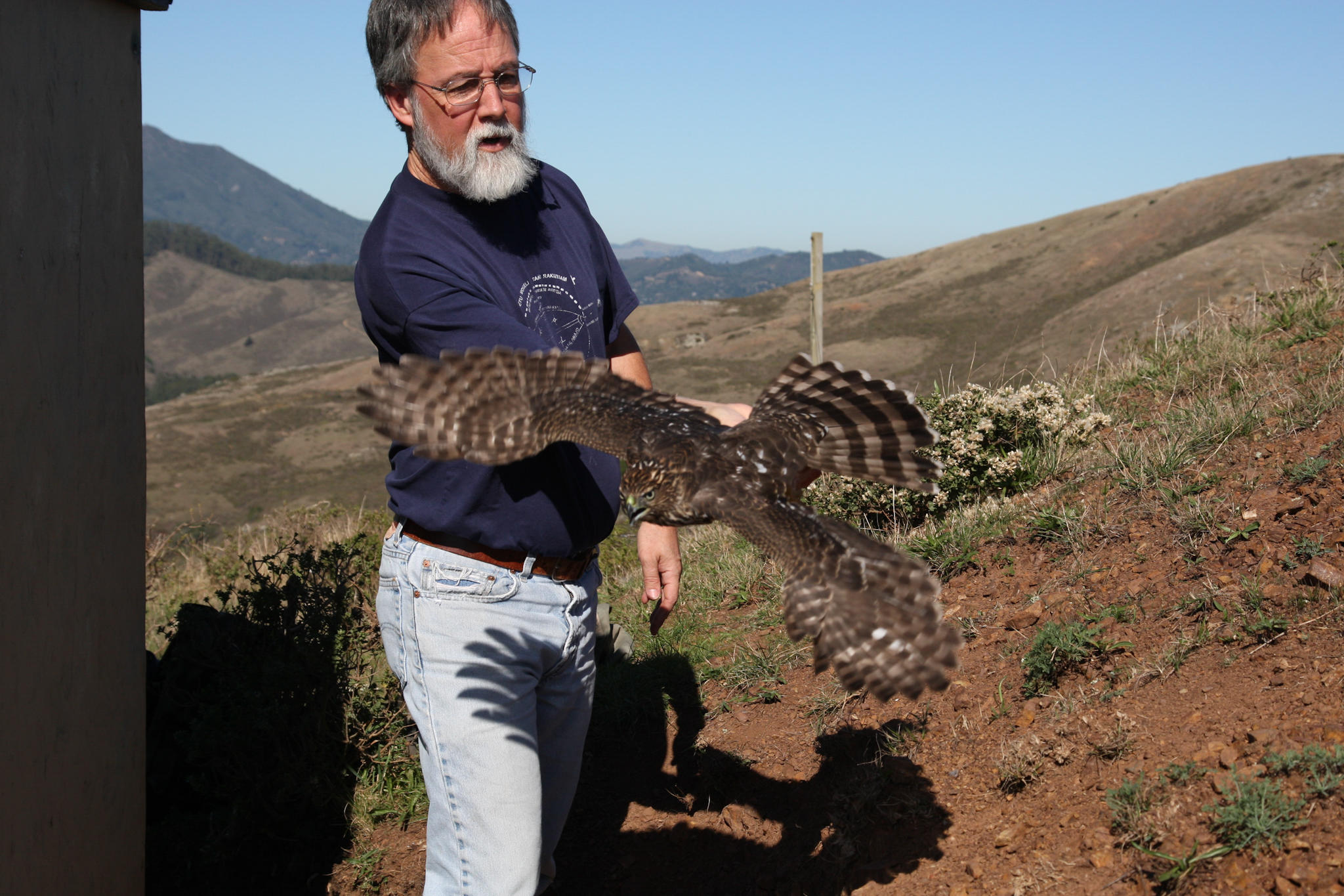 Cooper's Hawk