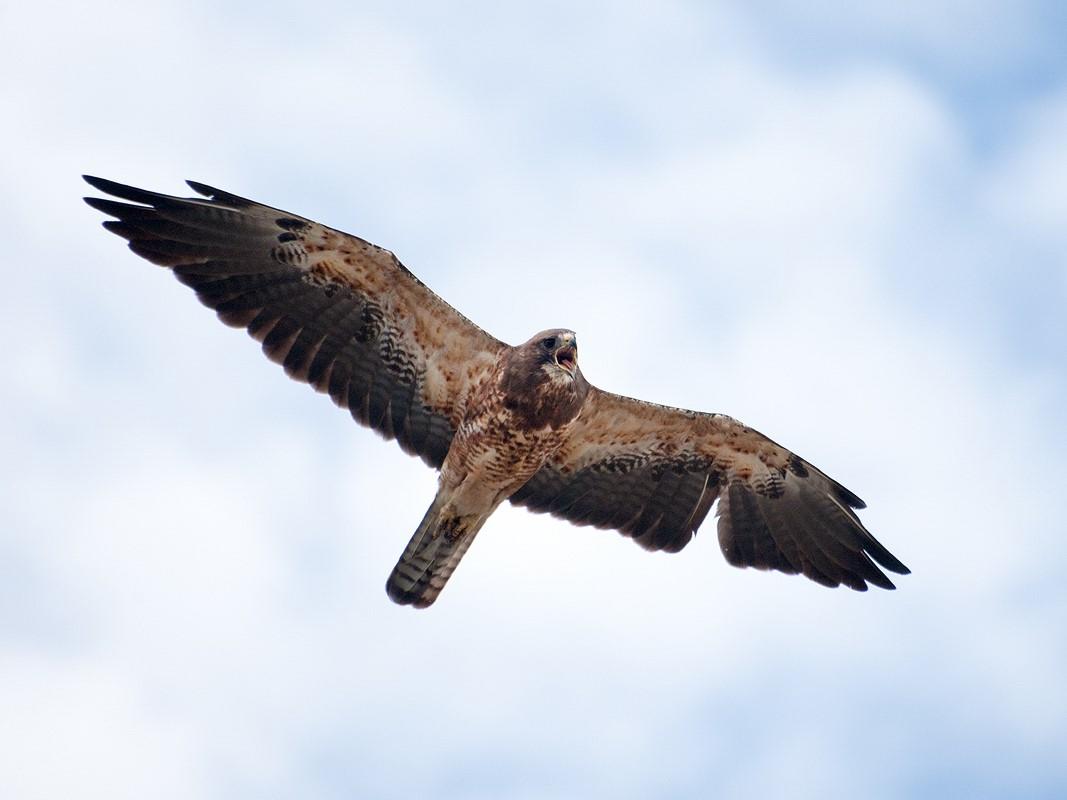 Swainson's Hawk