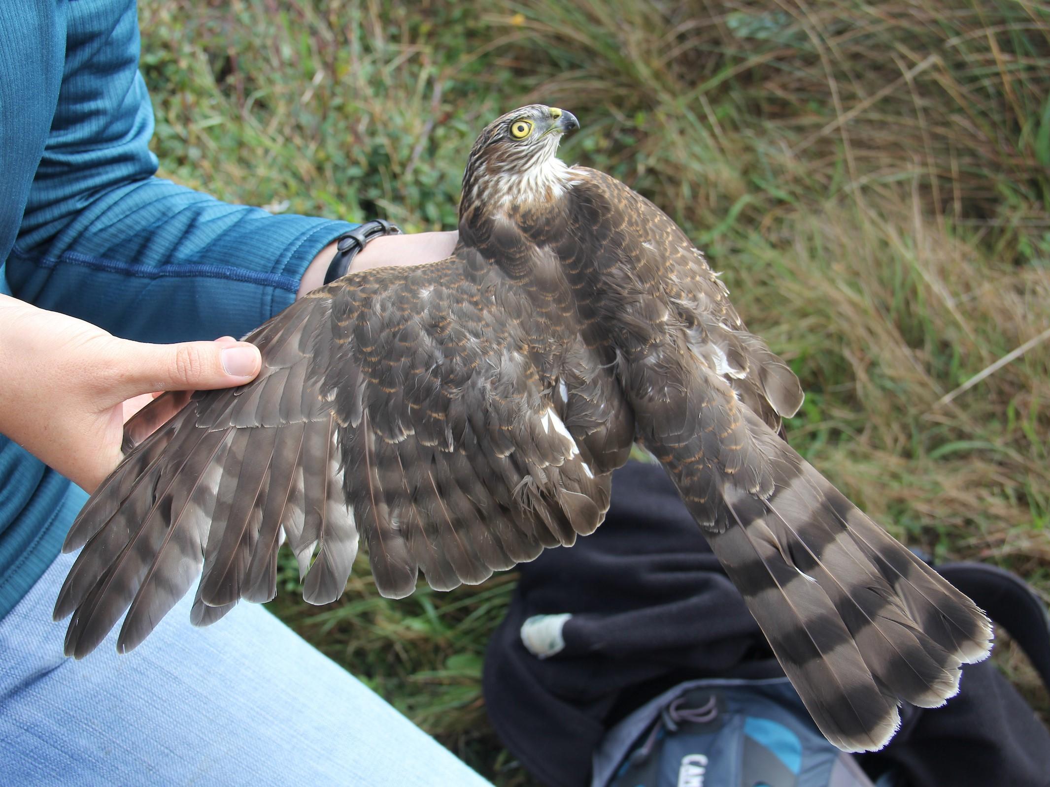 Sharp-shinned Hawk