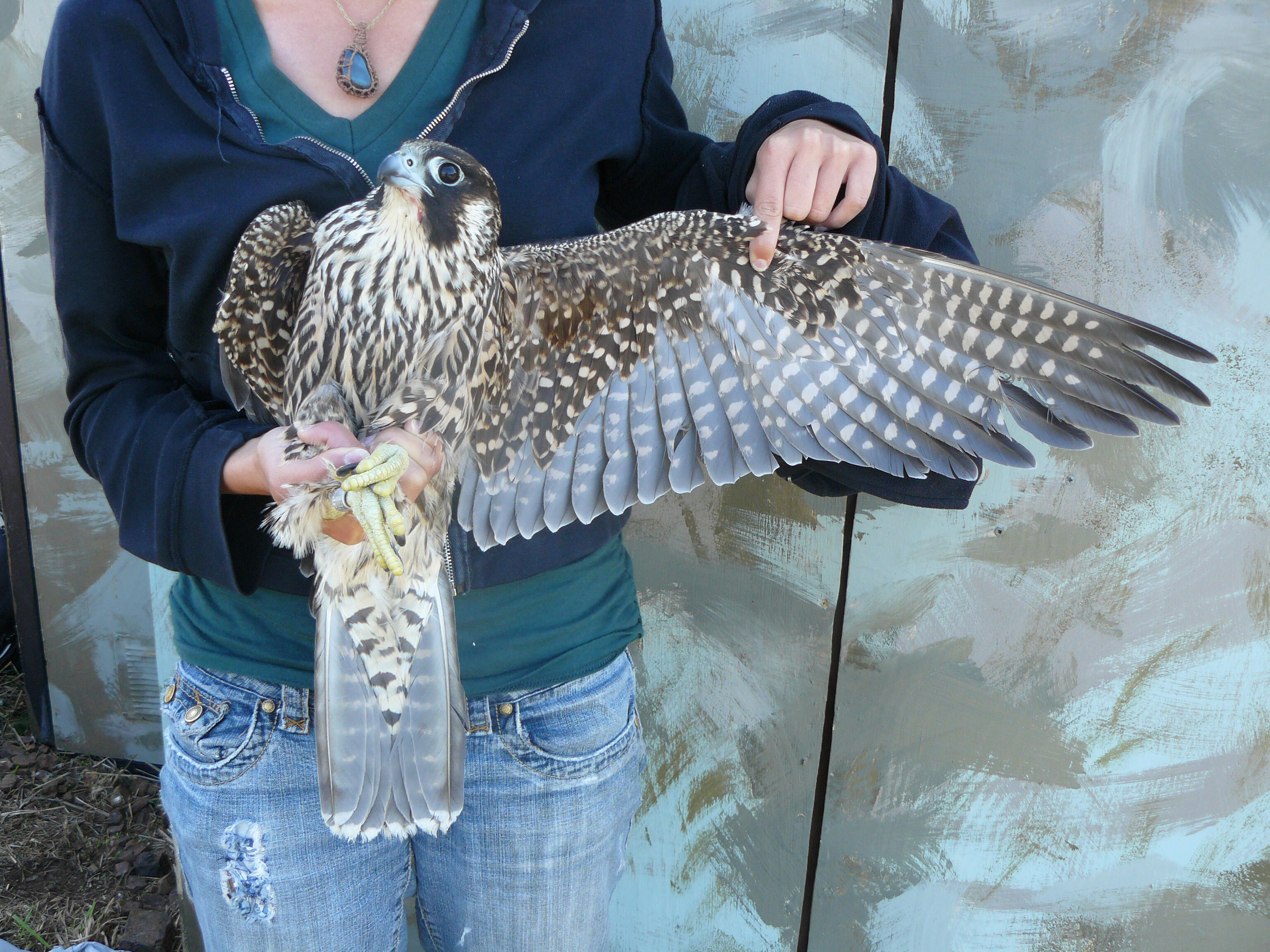 Peregrine Falcon