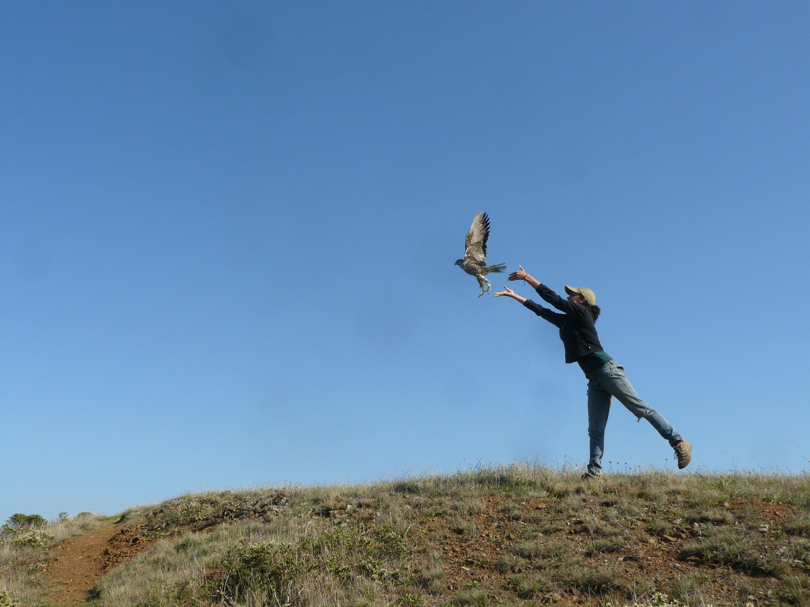 Peregrine Falcon