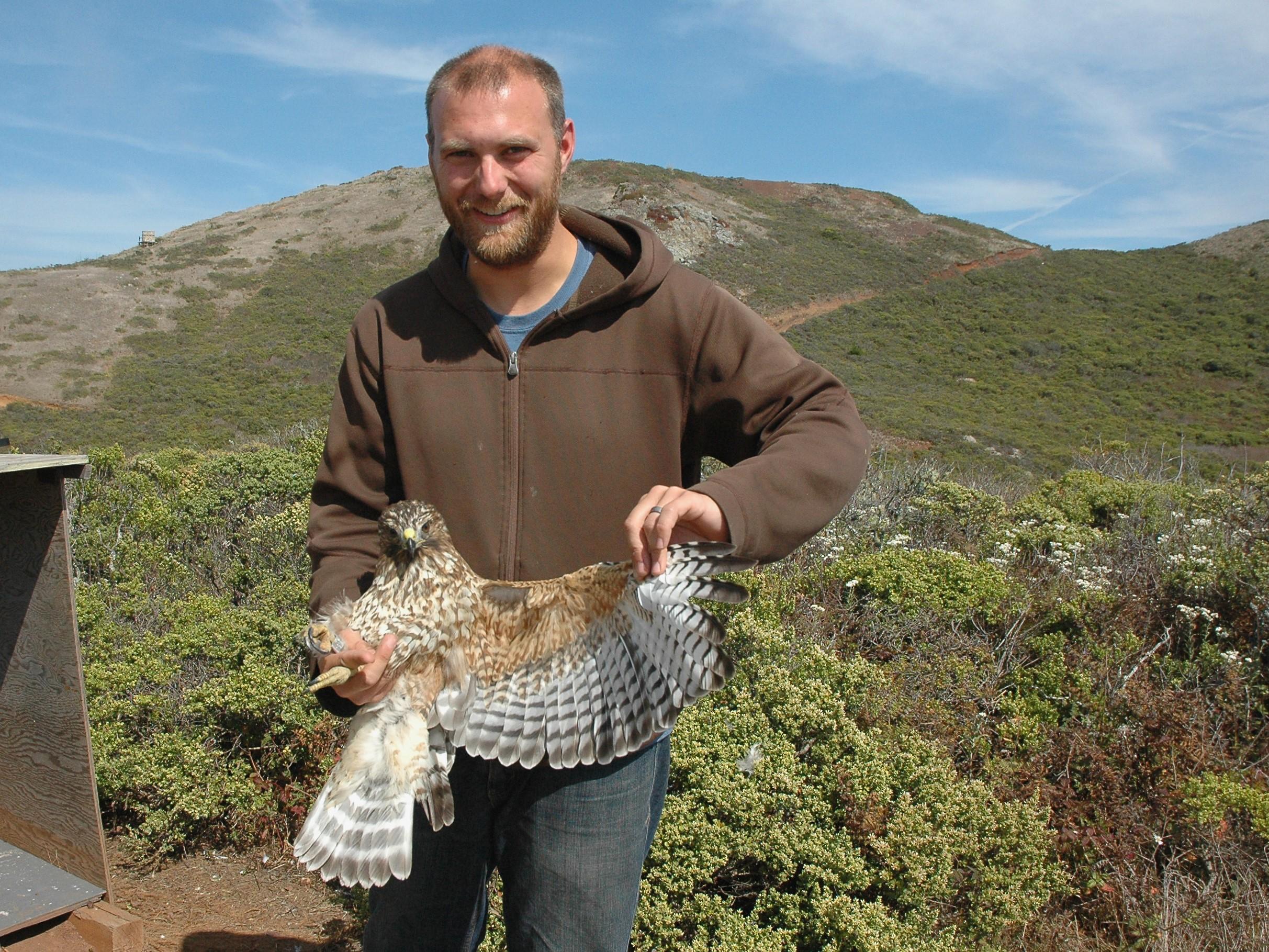 Red-shouldered Hawk