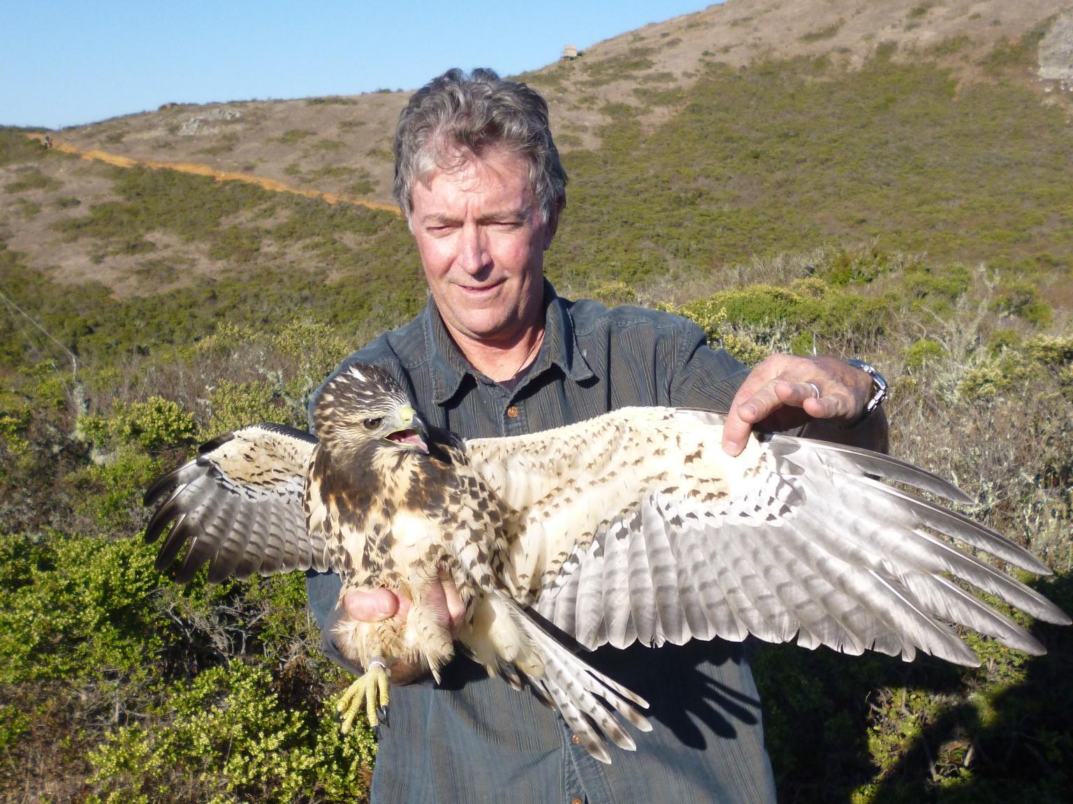 Swainson's Hawk