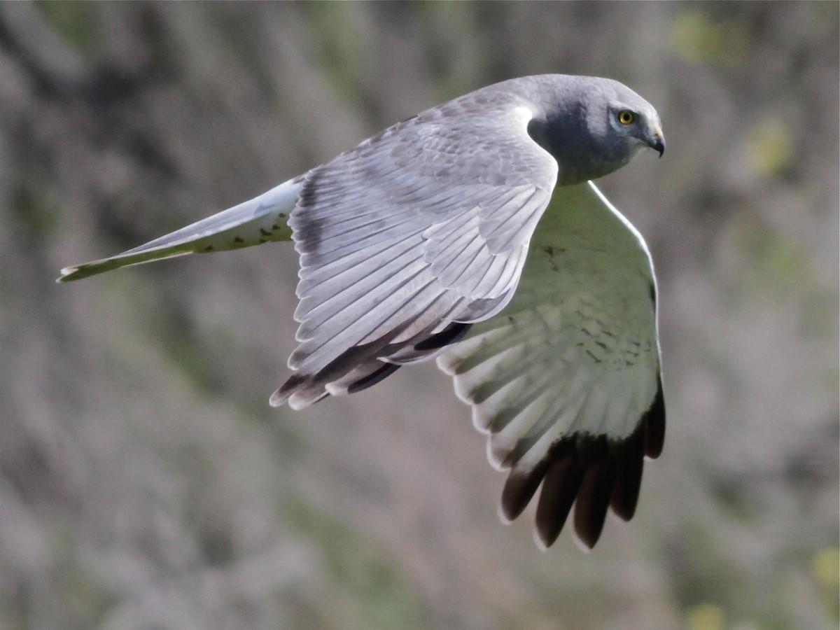 Northern Harrier