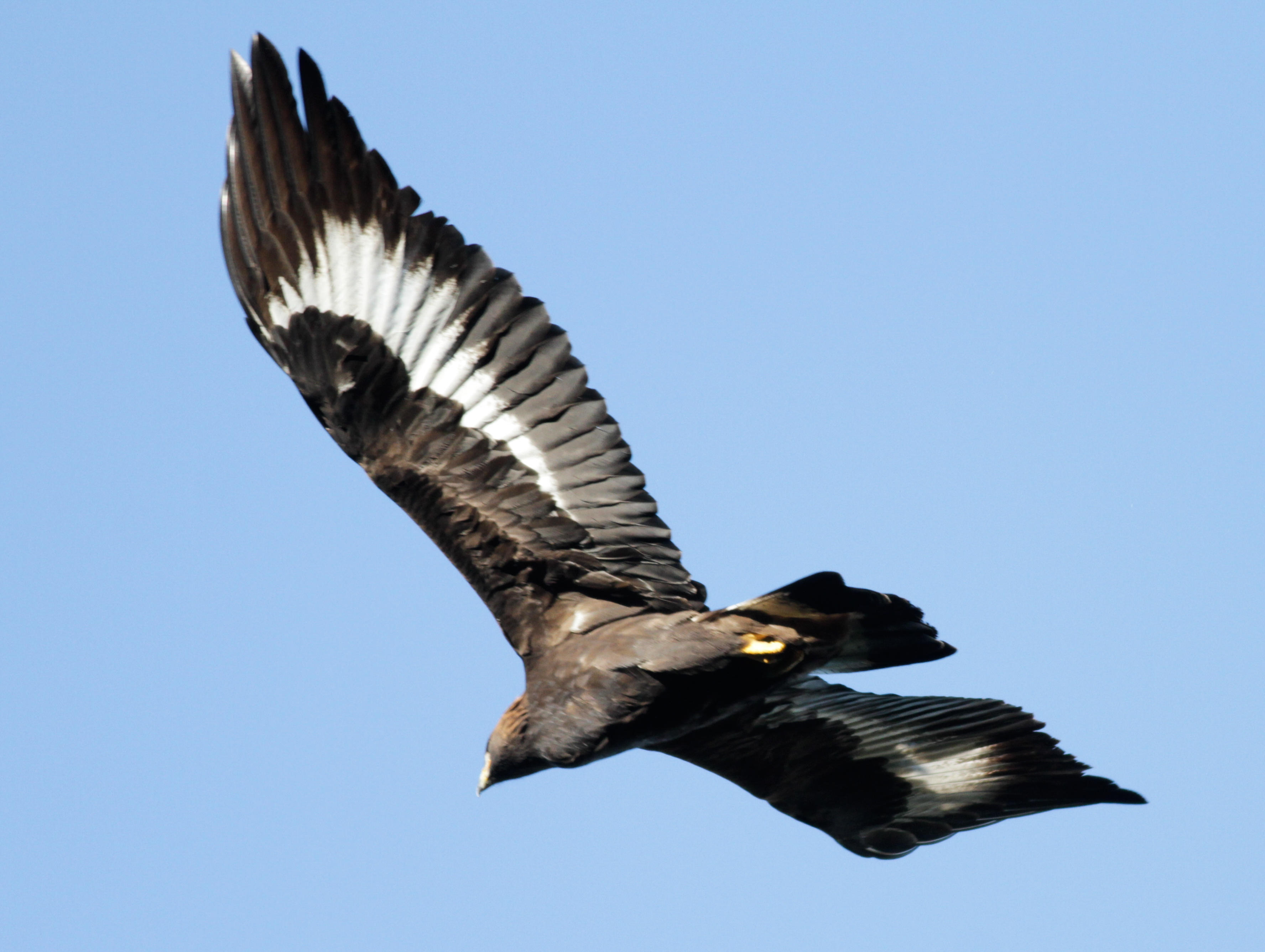 Golden Eagle