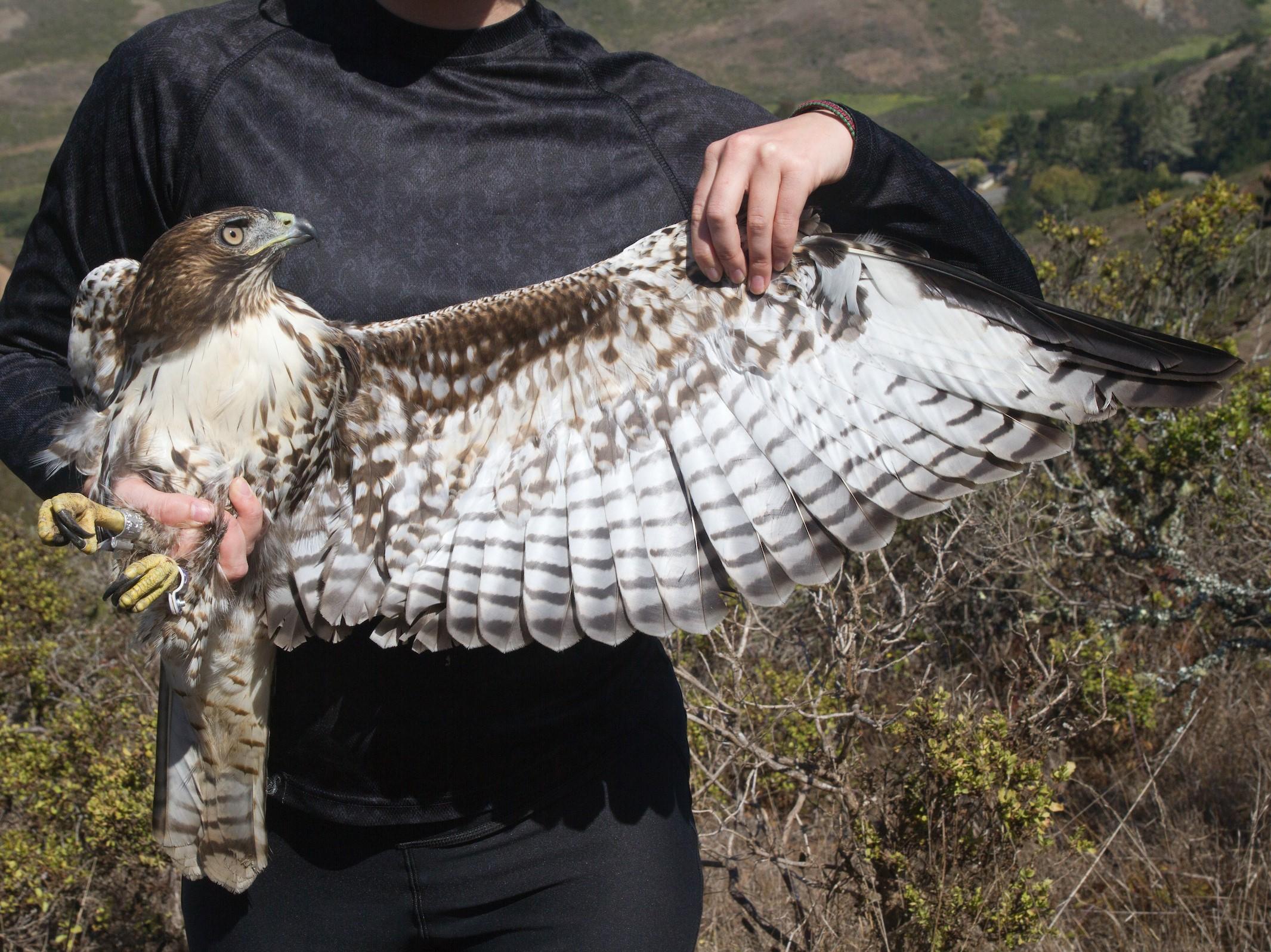 Red-tailed Hawk