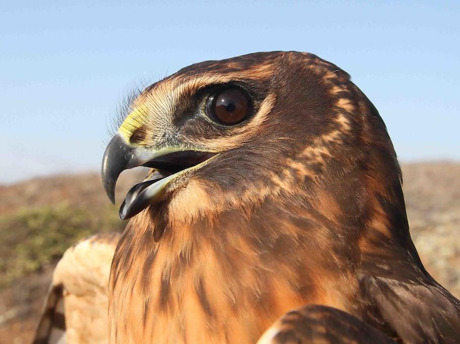 Juvenile Northern Harrier