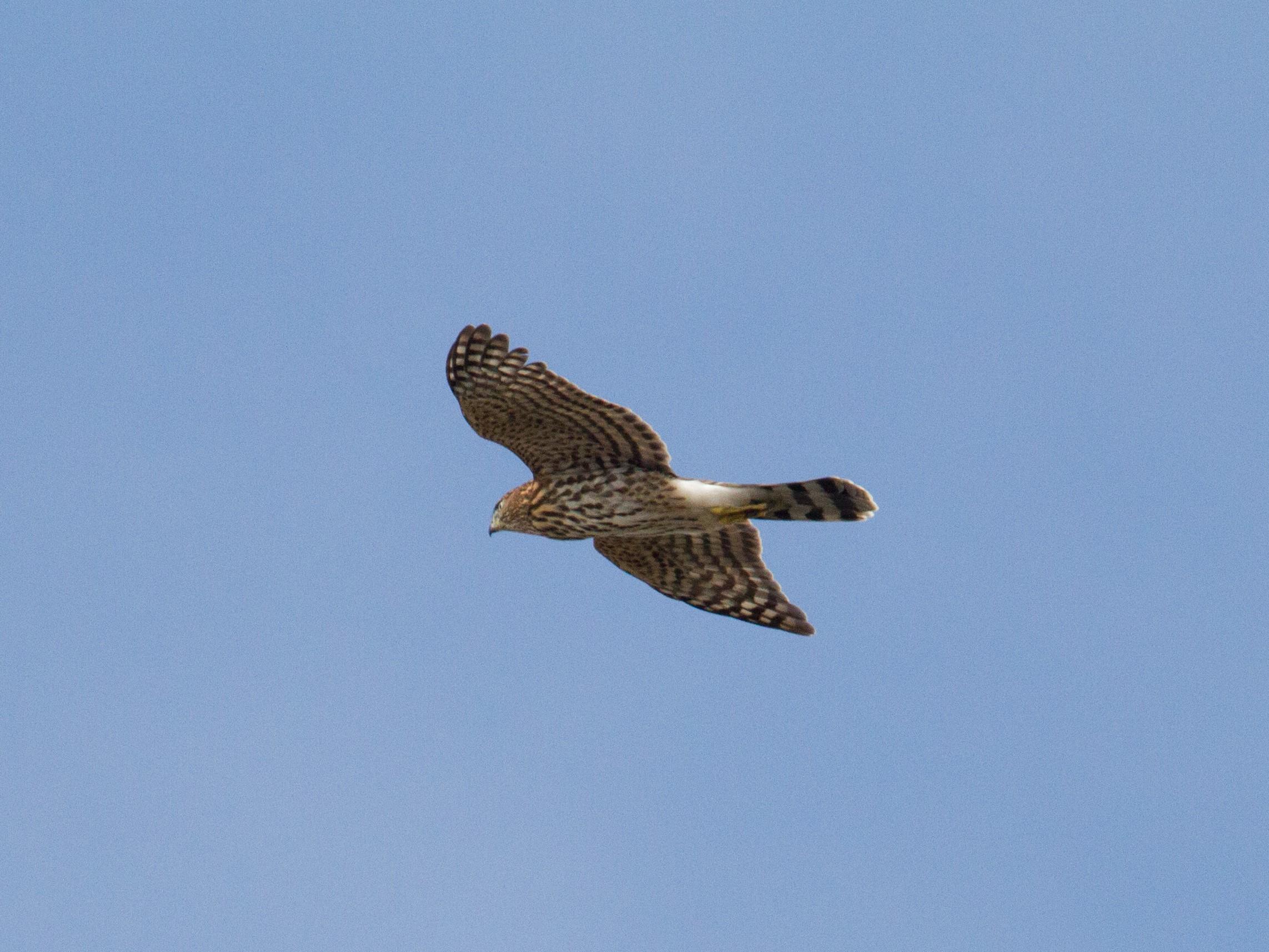 Cooper's Hawk