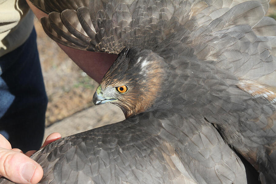 Cooper's Hawk